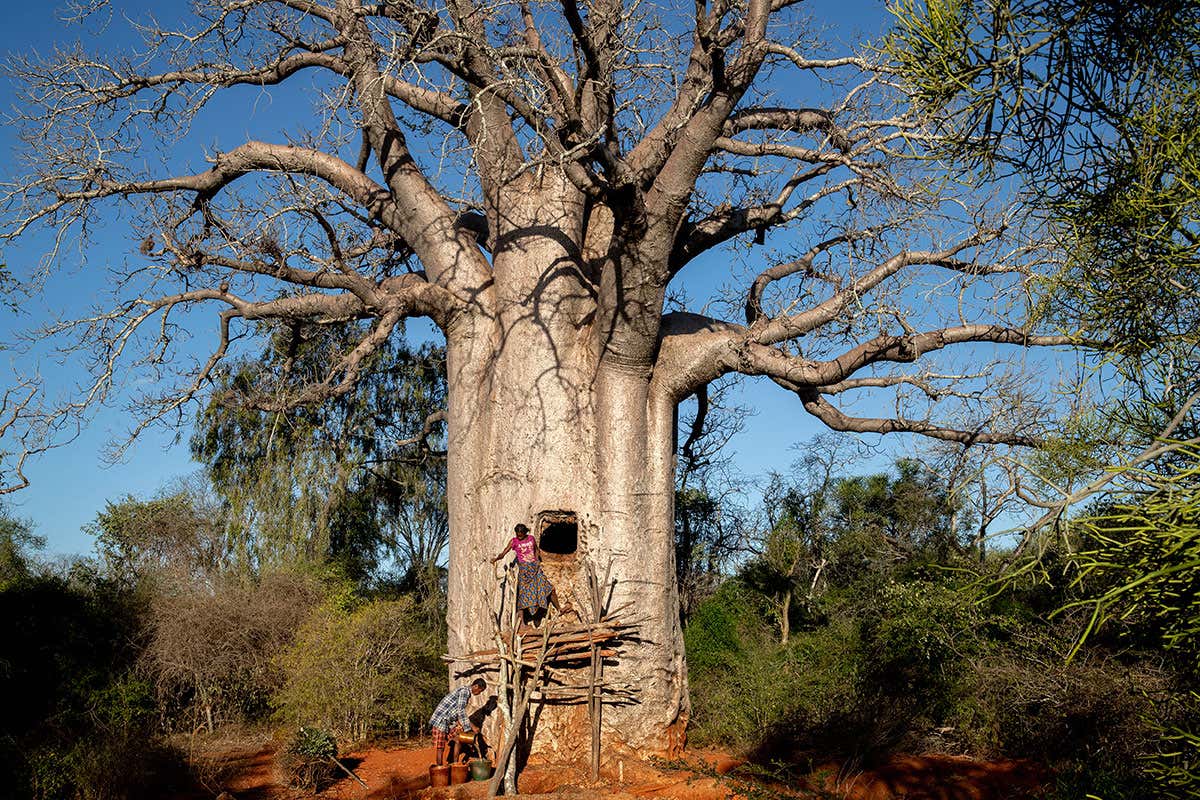 baobab tree