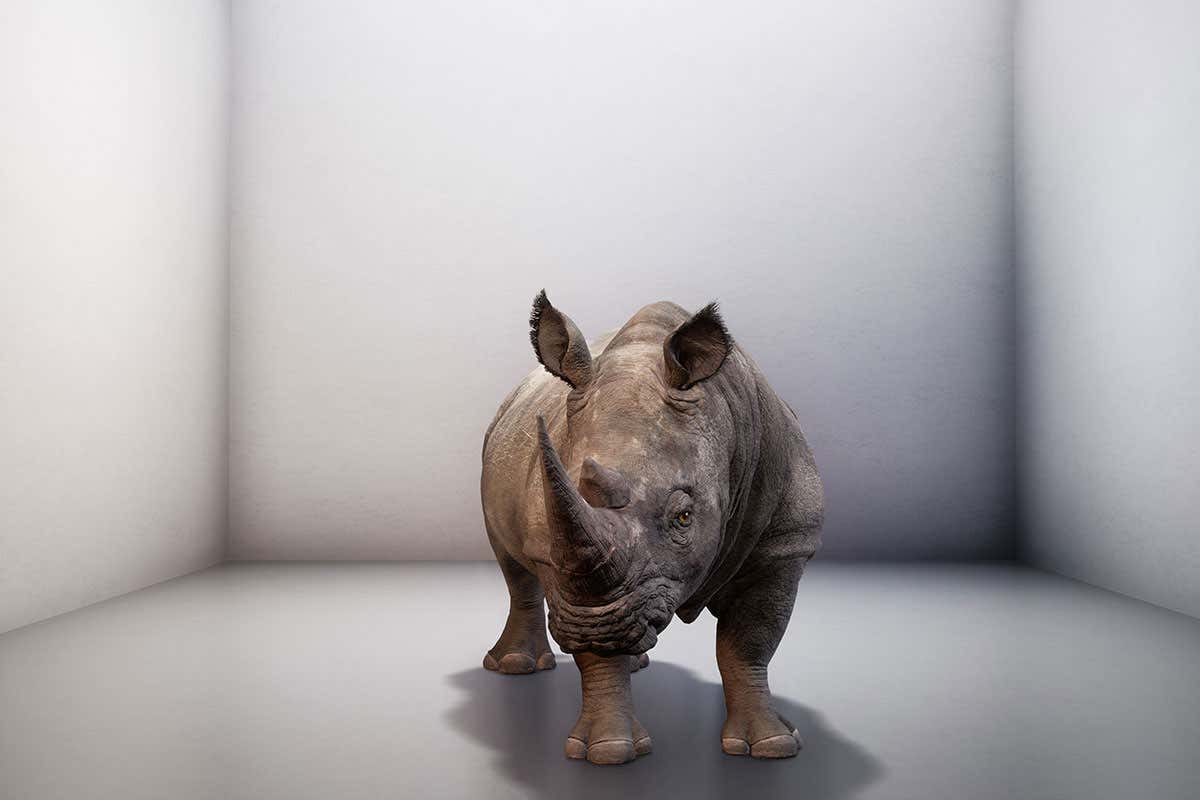 rhino
