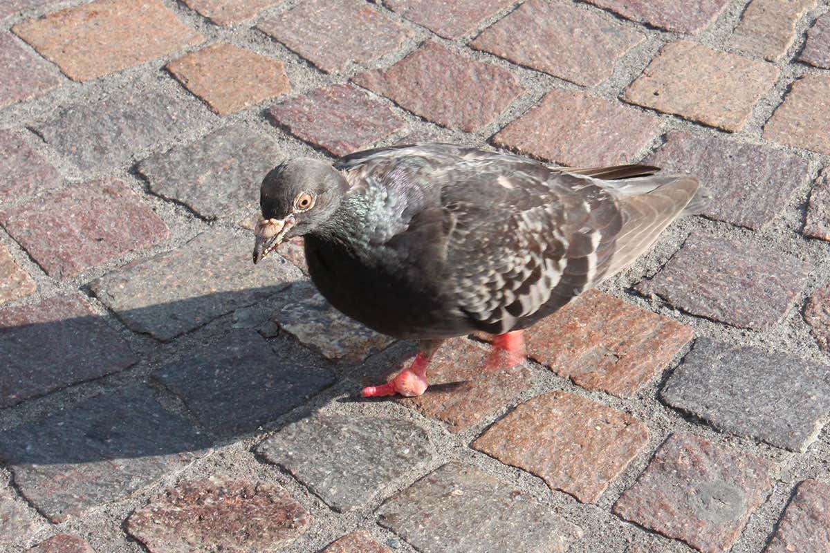 Pigeon