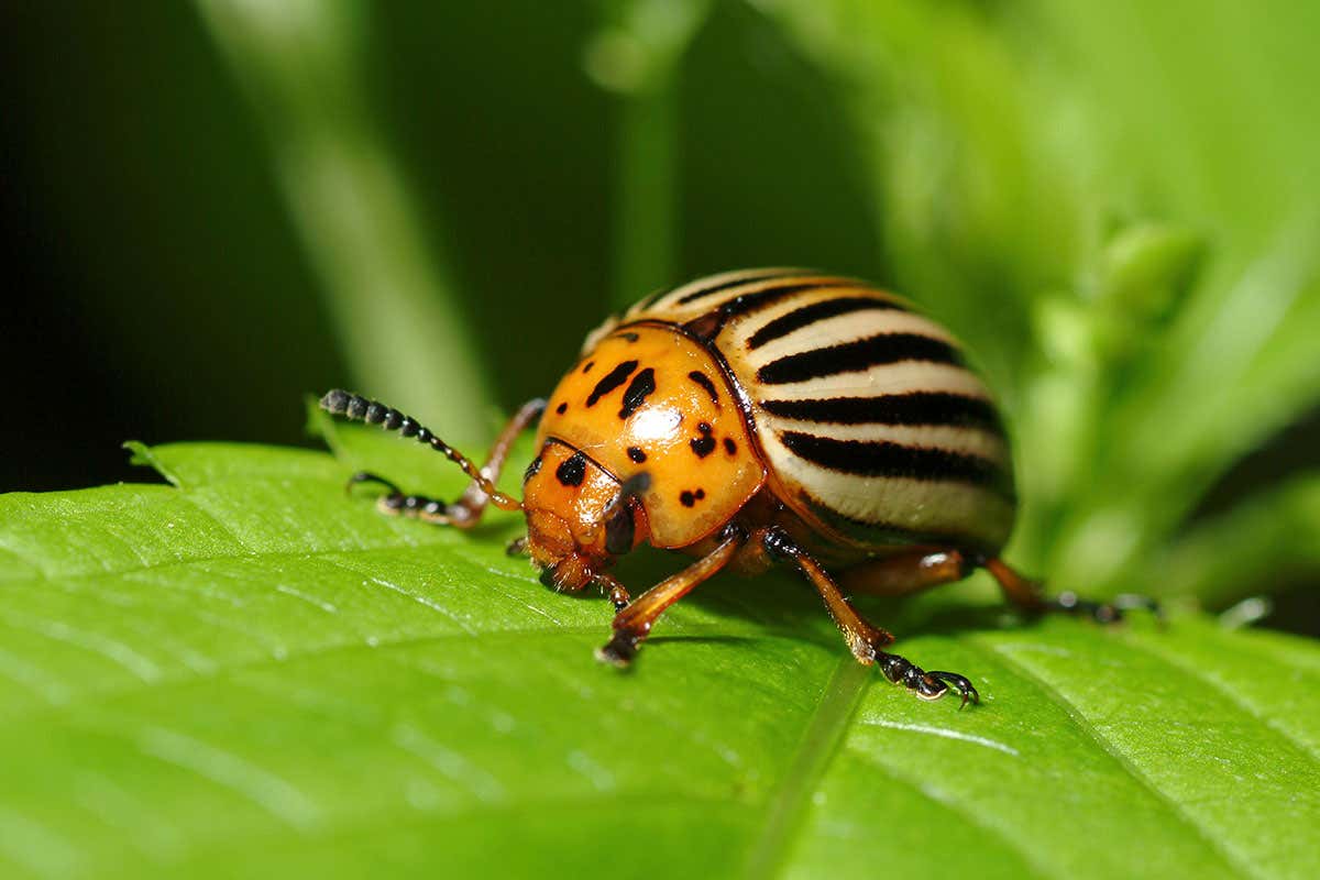 The Colorado potato beetle is a major agricultural pest