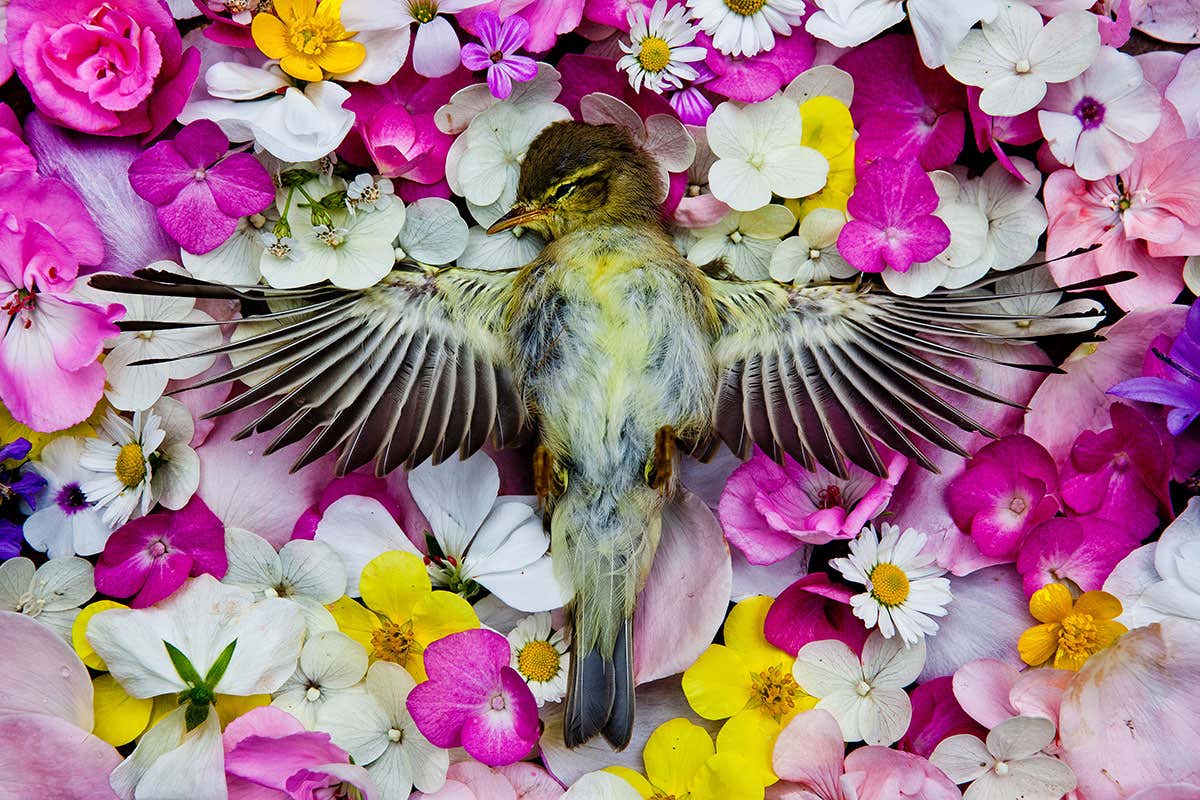 dead bird on flowers