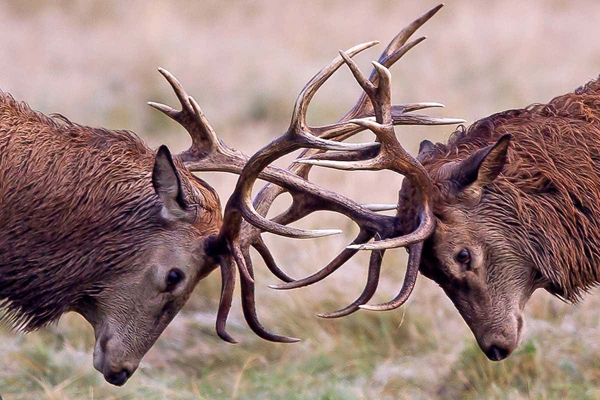 Red Deer Stags at the rut