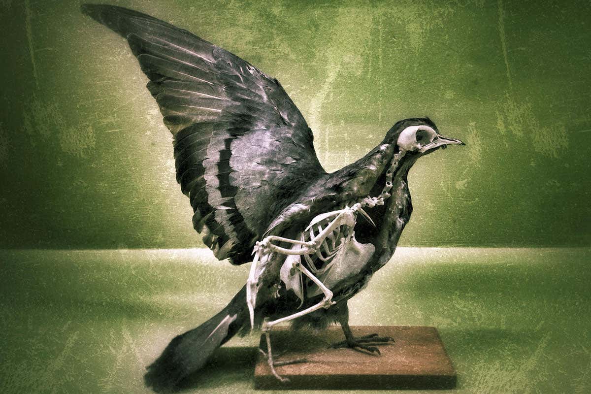 dissected pigeon
