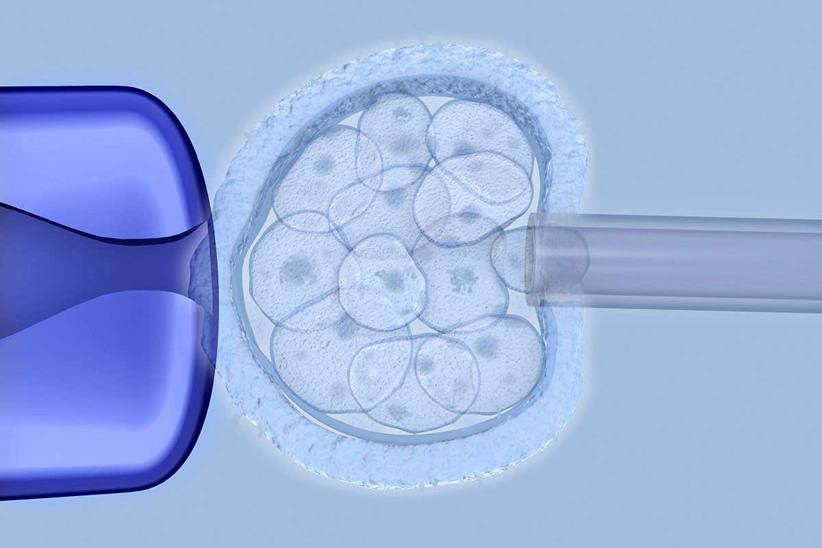Embryo being edited