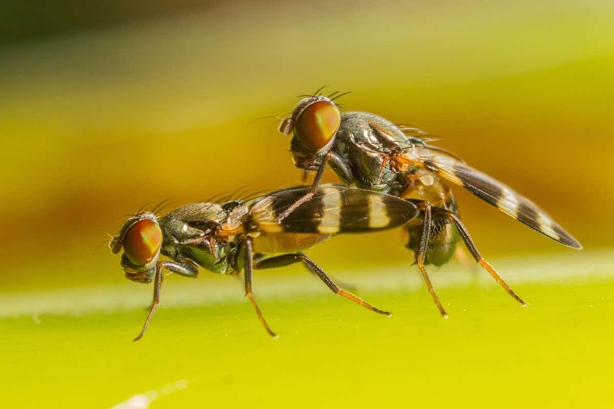 Fruit flies mating
