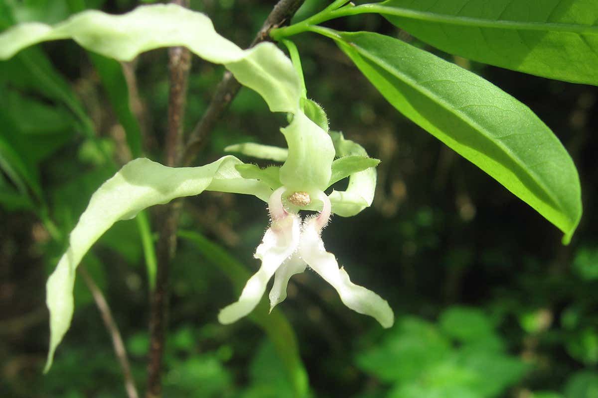 A critically endangered tree species from Tanzania