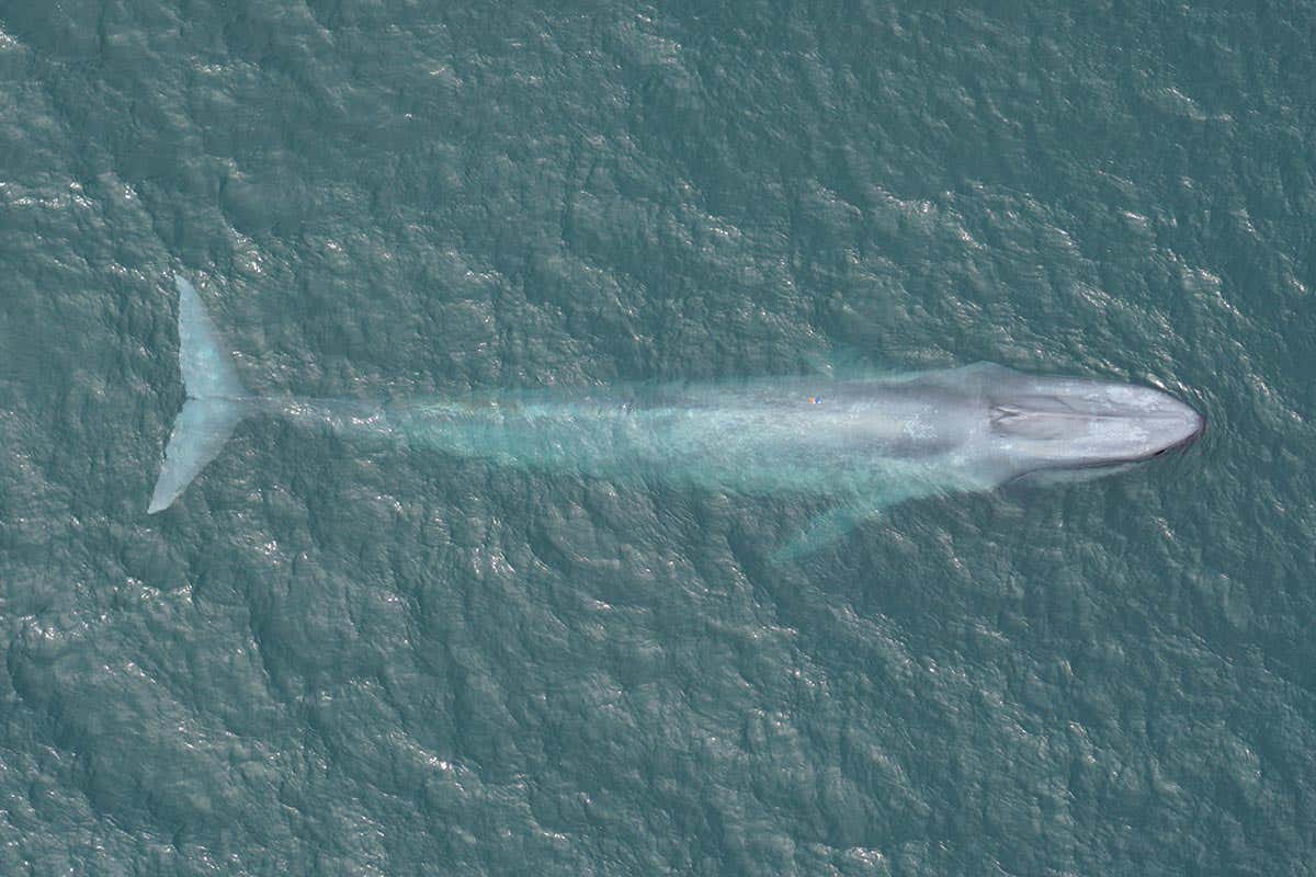 blue whale