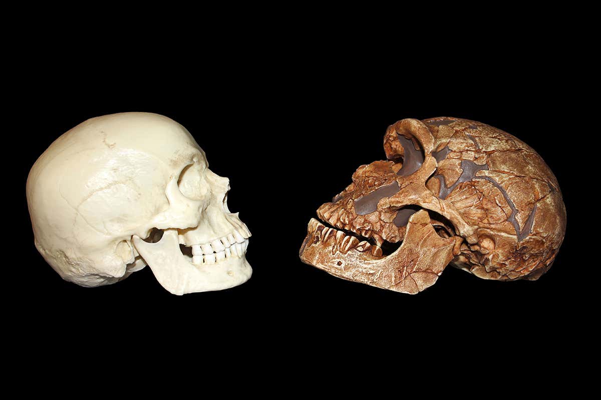 Modern human and Neanderthal skull