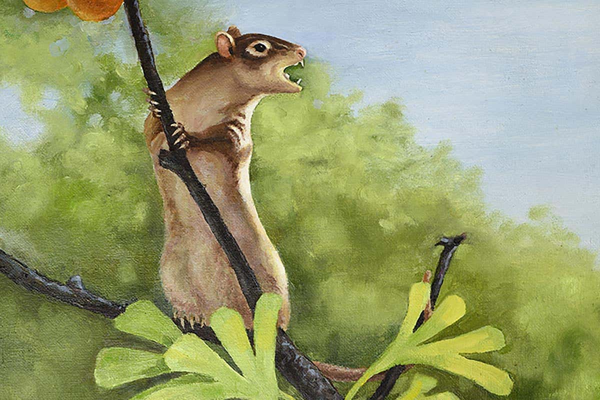 Fossil of a newly-discovered mammal shows it had bizarre ears