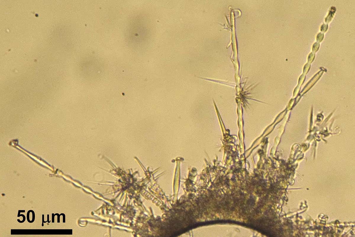 Twisted crystals of paracetamol