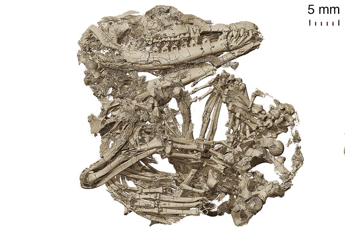 Origolestes lii skeleton