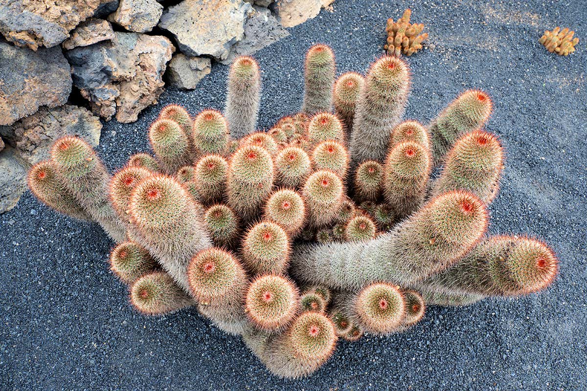 The Mammillaria spinosissima cactus has been found to emit sounds when stressed