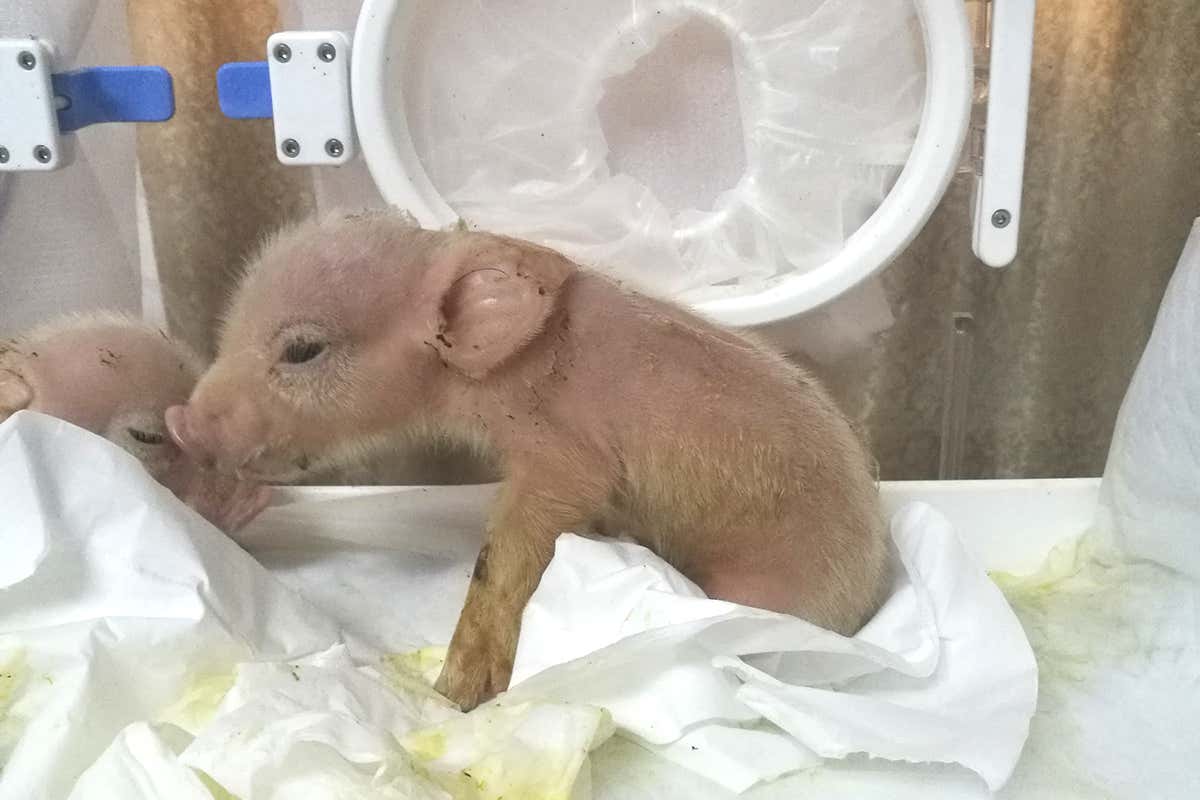 This piglet has some cells from a monkey but died within a week of birth