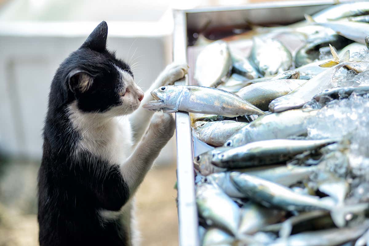 cat with fish