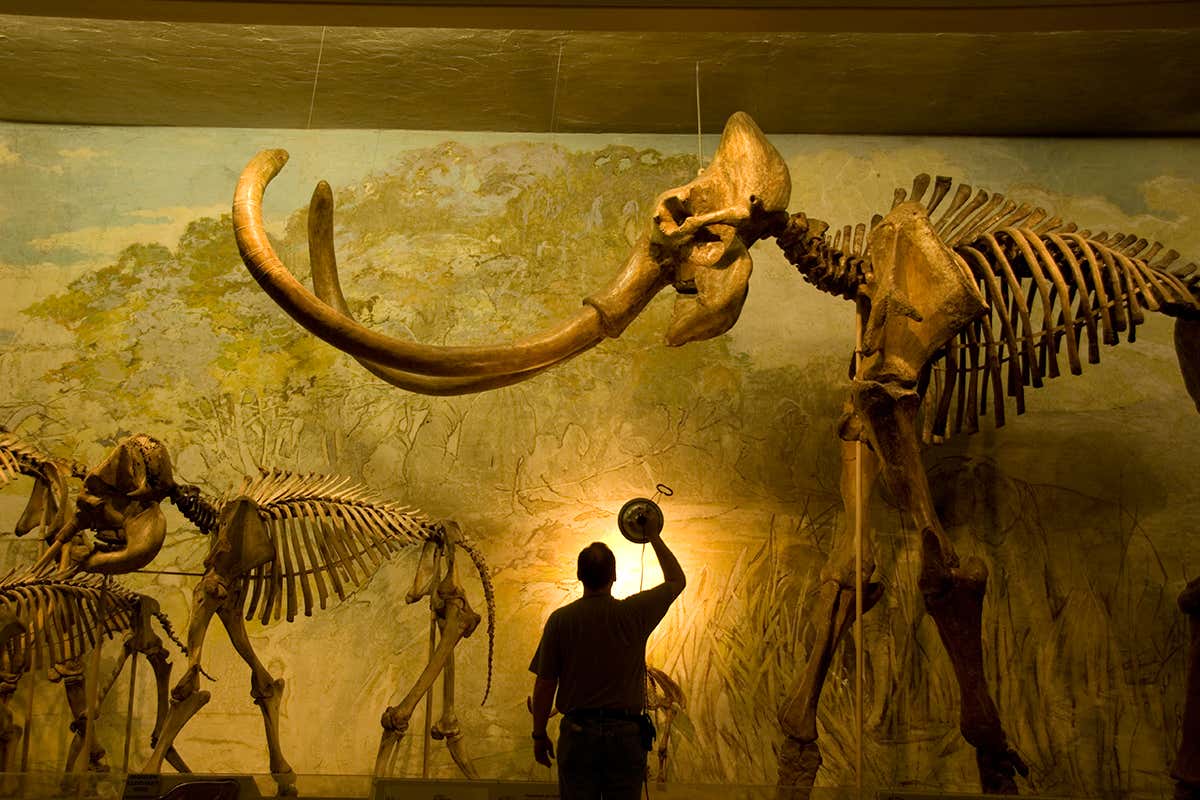 mammoth skeleton in museum