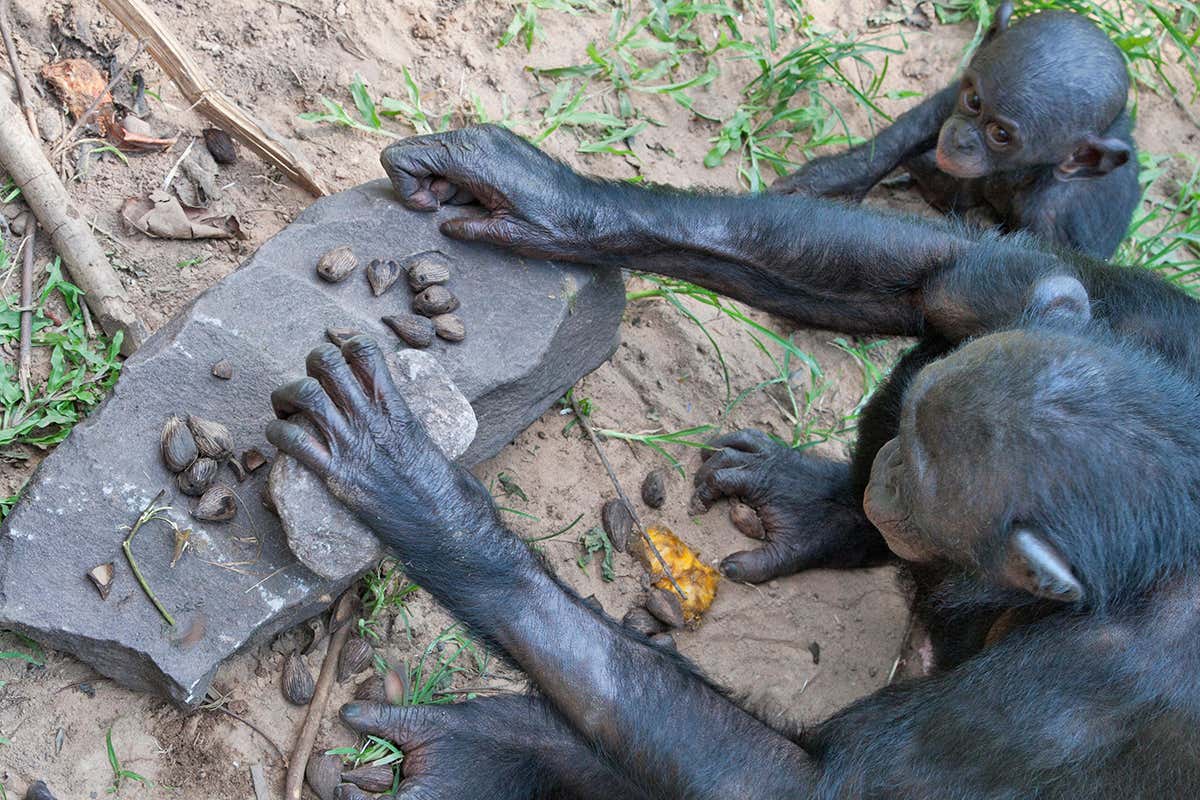 Bonobo/Pygmy chimpanzee