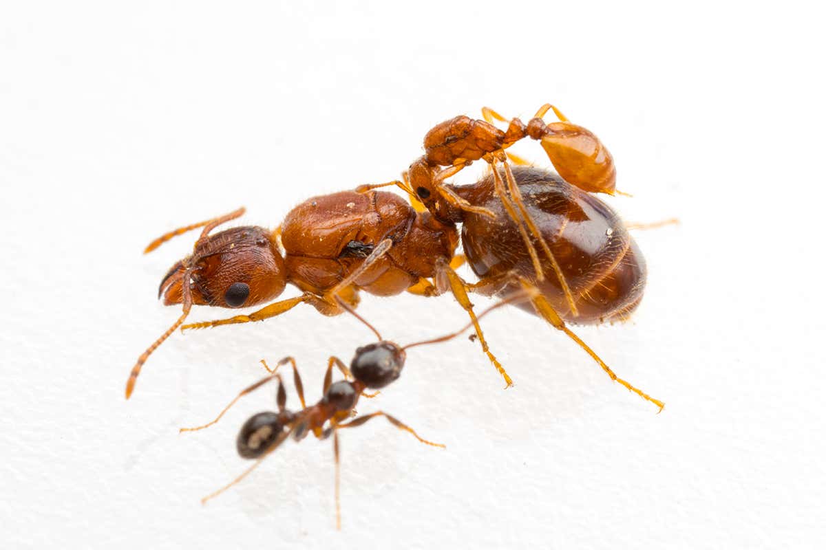 rodeo ant
