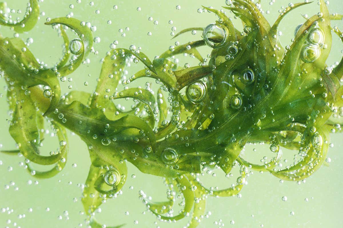 pondweed with oxygen bubbles