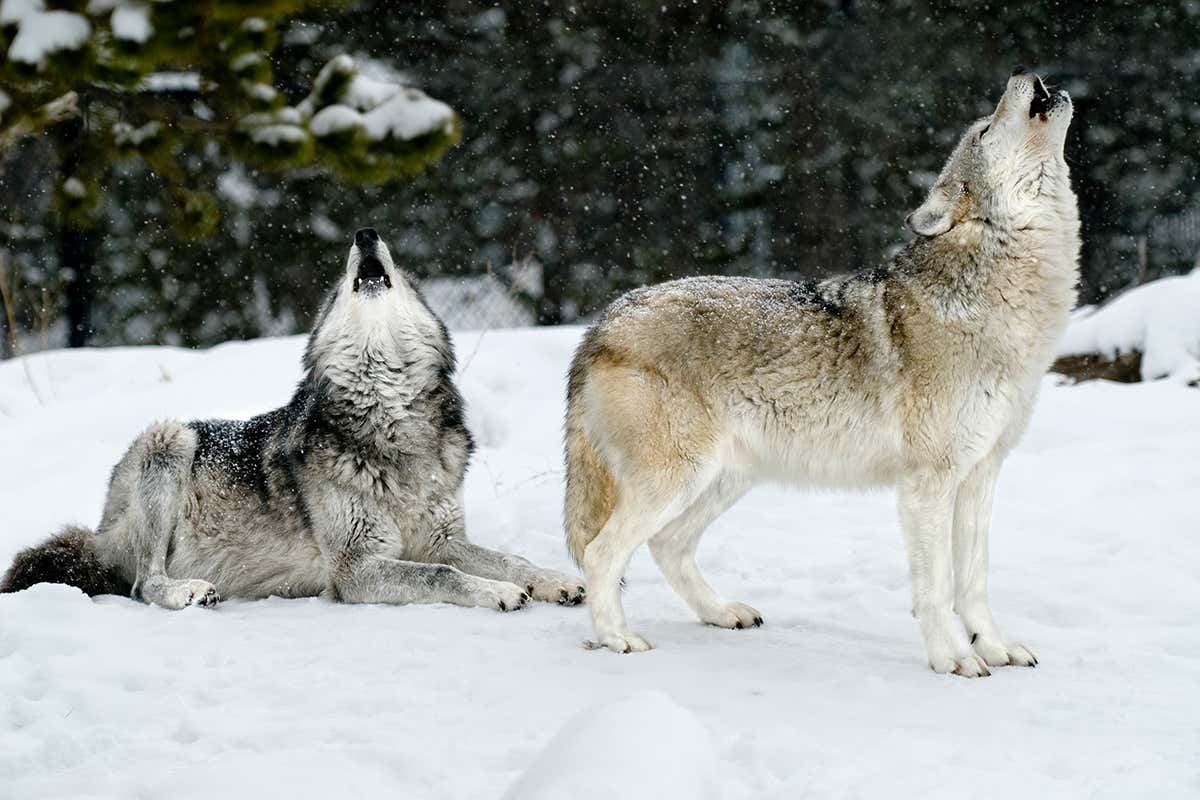 Two wolves howling during a snow storm