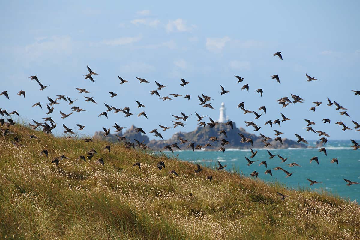 Meadow pipits, here near a lighthouse in the Channel Islands, are in decline
