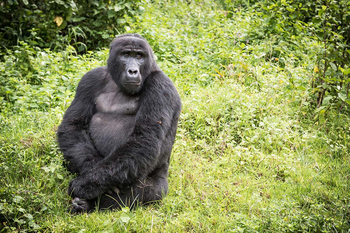 Adult mountain gorilla