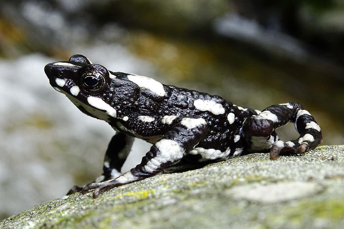 The starry night harlequin toad had been lost to science since 1991.