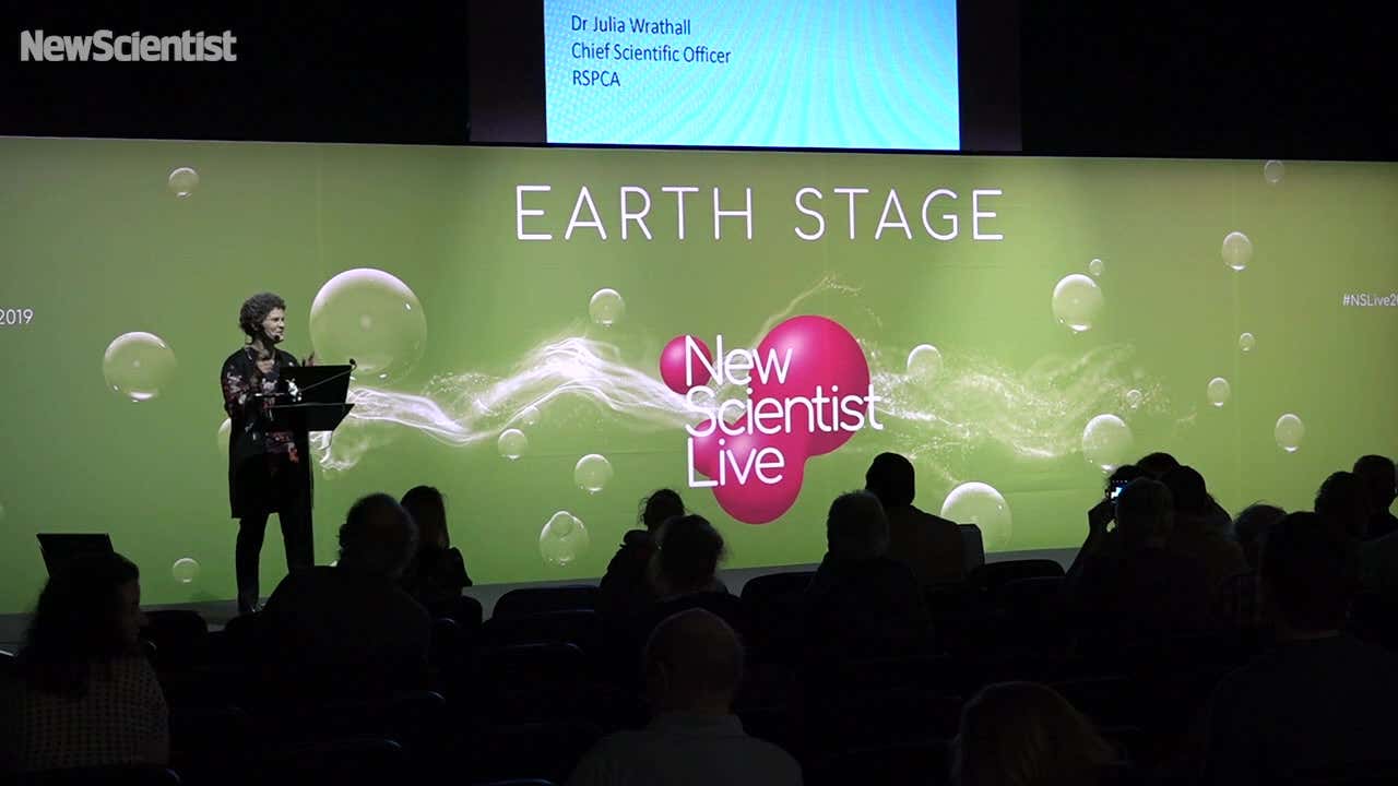 What’s it like to be a rabbit?