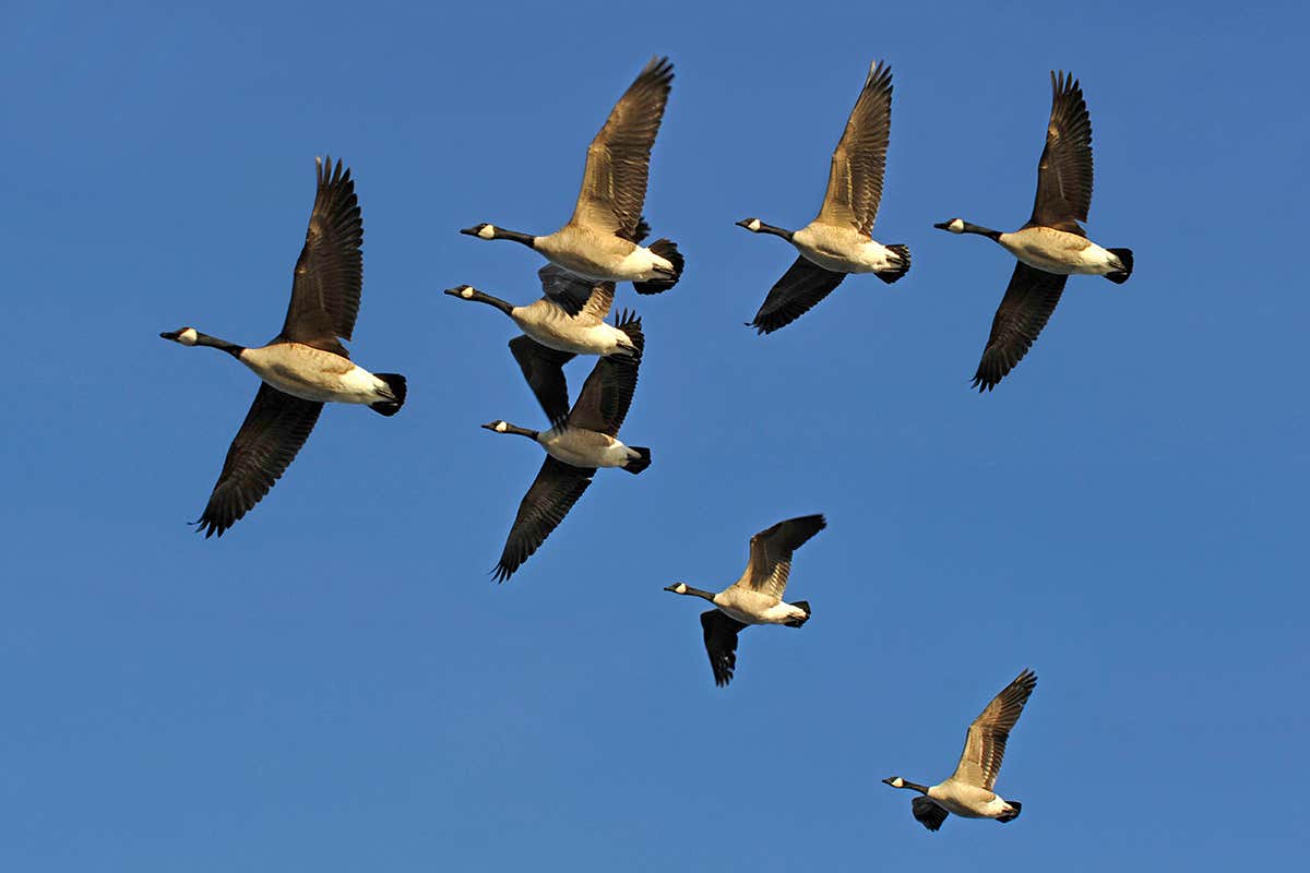 Geese fly in formation