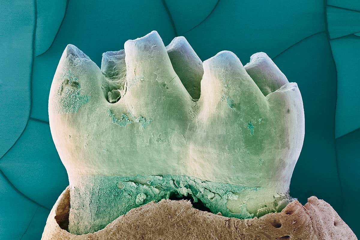 Anti-ageing drug rejuvenates the mouths and oral microbiome of mice