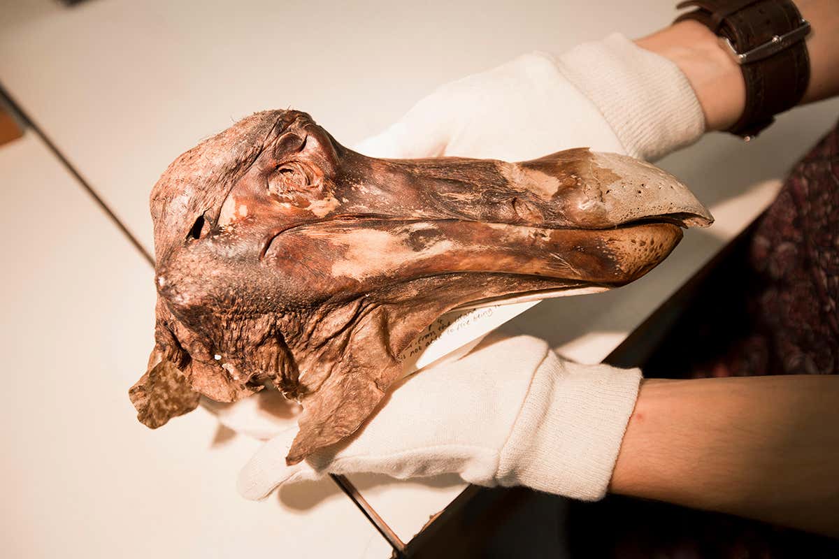 The curious life and surprising death of the last dodo on Earth