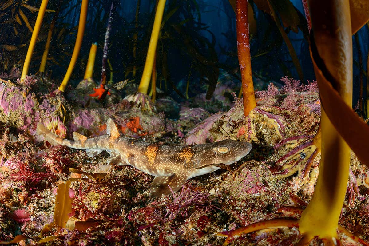 Puffadder Shyshark
