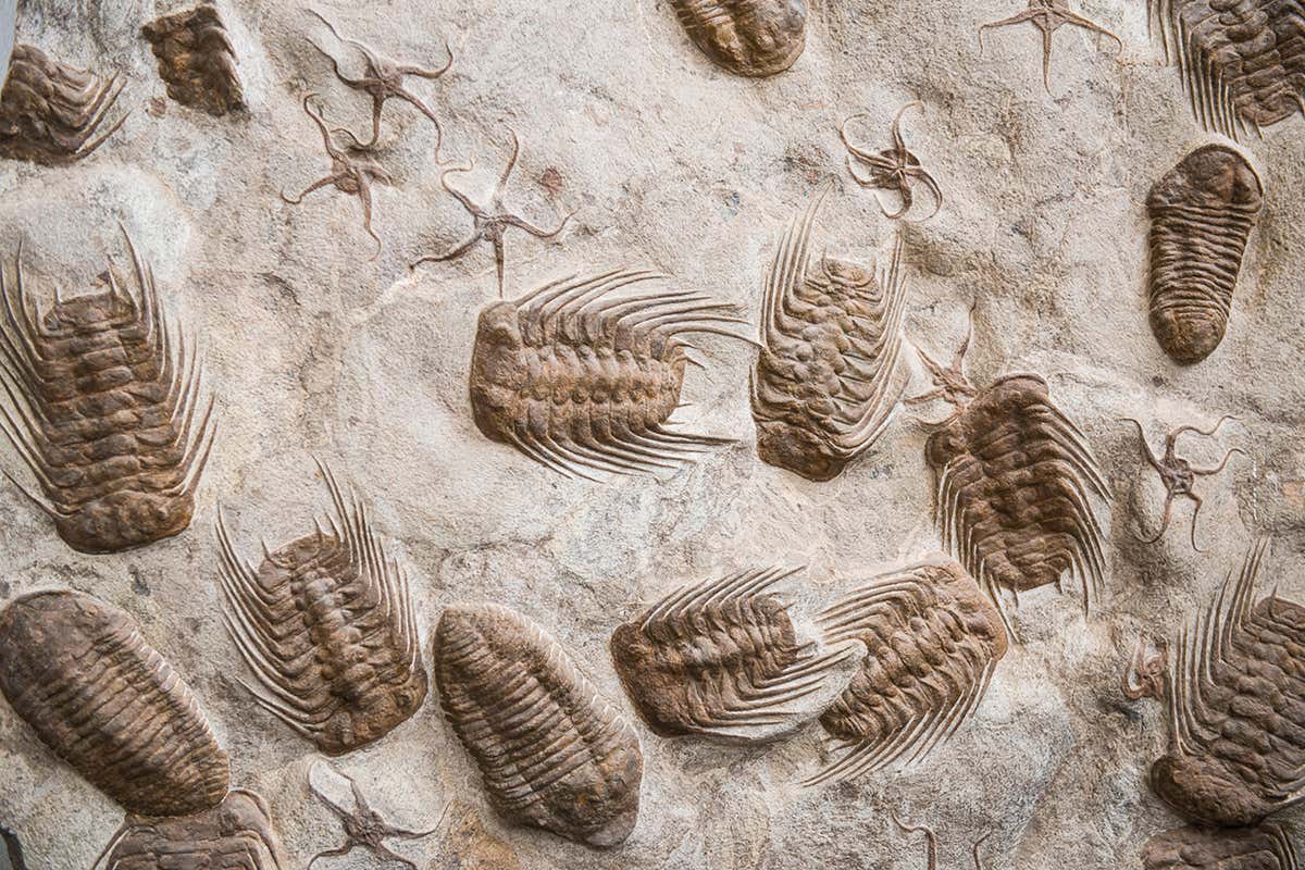 Trilobite fossils