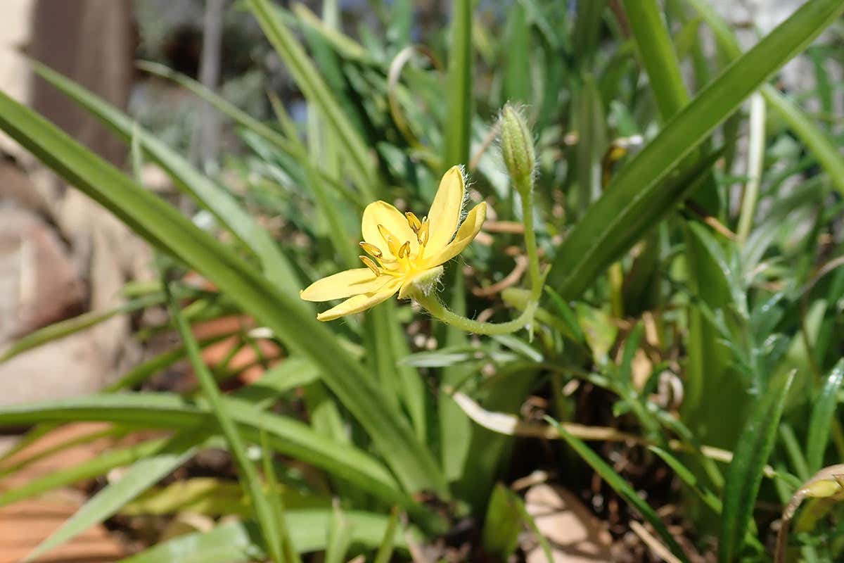 Hypoxis angustifolia
