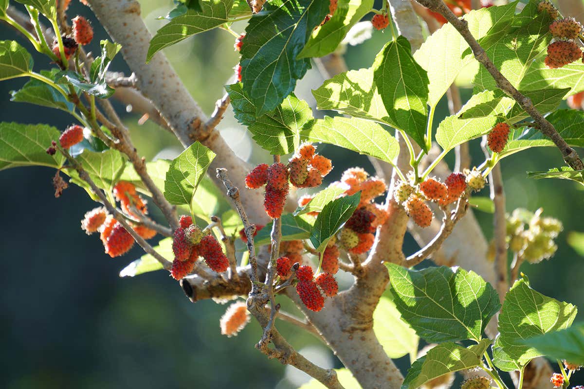 mulberry bush