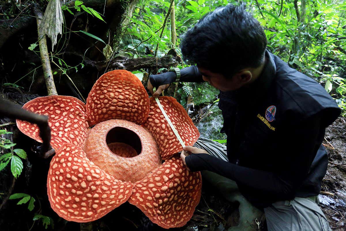 An official measures the Rafflesia flower found at Maninjau Forest Conservation
