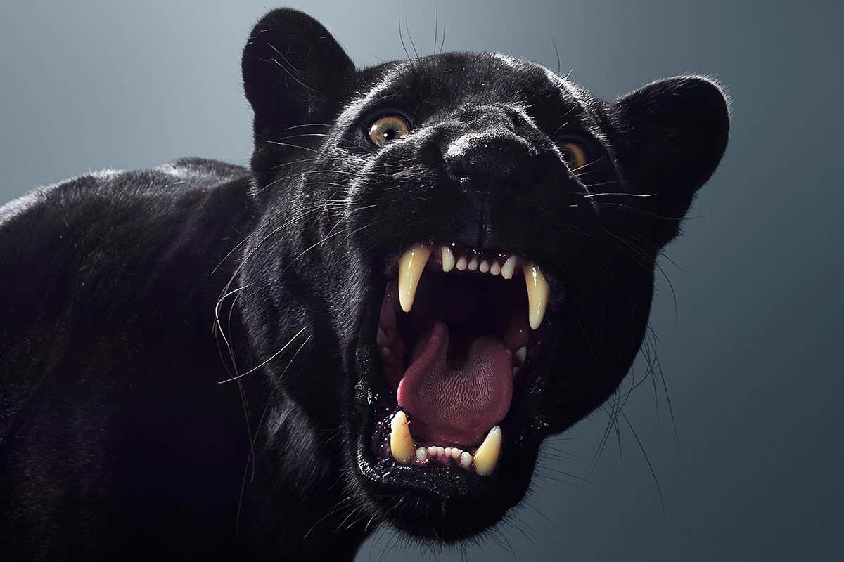 Beautiful close-ups of endangered big cats make real catwalk look tame