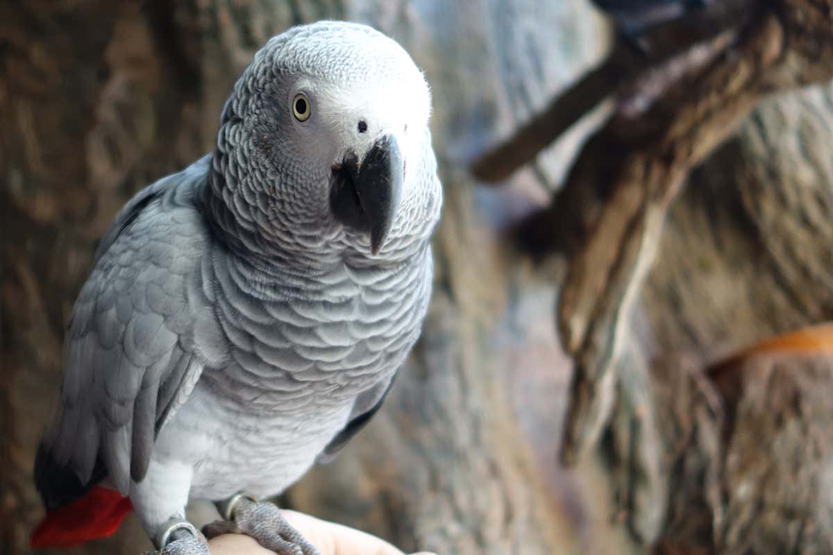 African grey parrot
