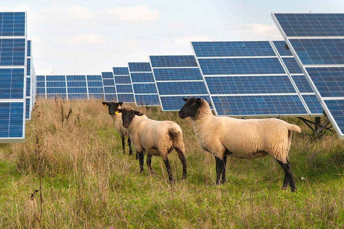 Solar panels and sheep