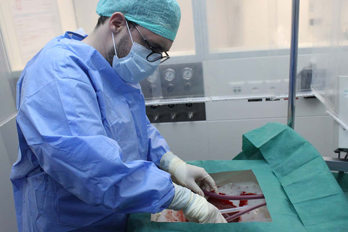 A surgeon connects a liver to the machine