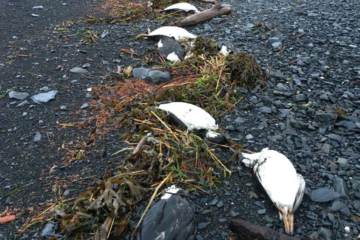 Dead common murres