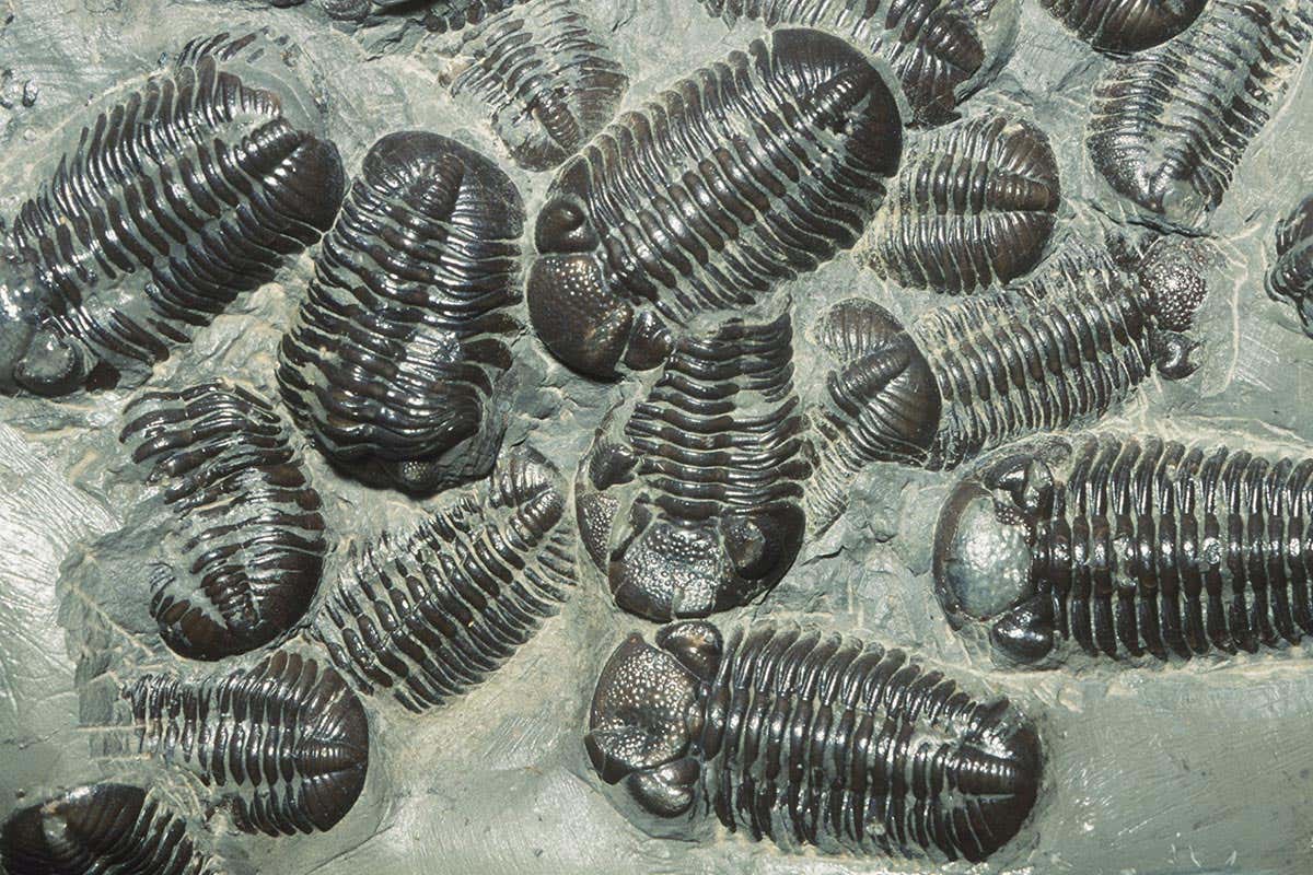 New Scientist. Science news and long reads from expert journalists, covering developments in science, technology, health and the environment on the website and the magazine.