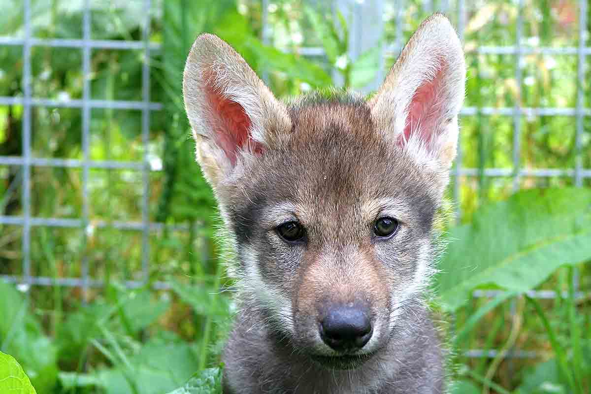 We’ve seen wolf pups play fetch just like dogs for the first time