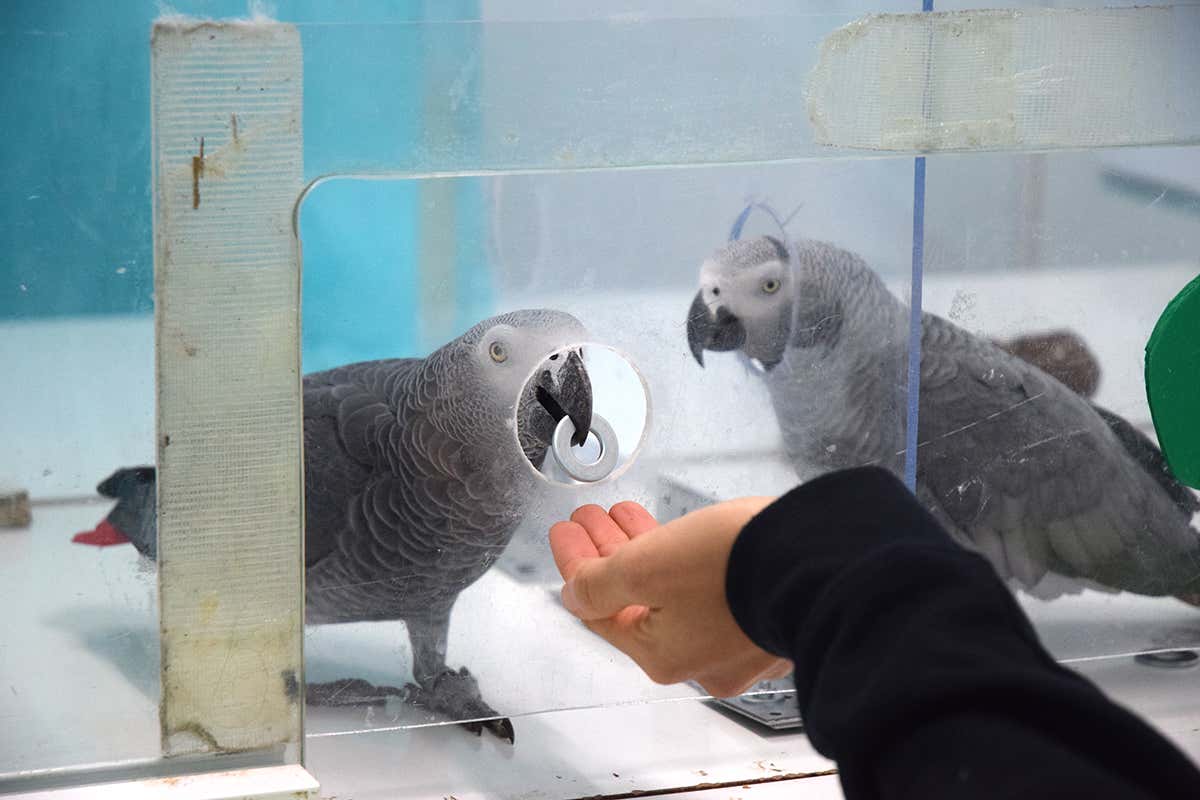 African grey parrots 