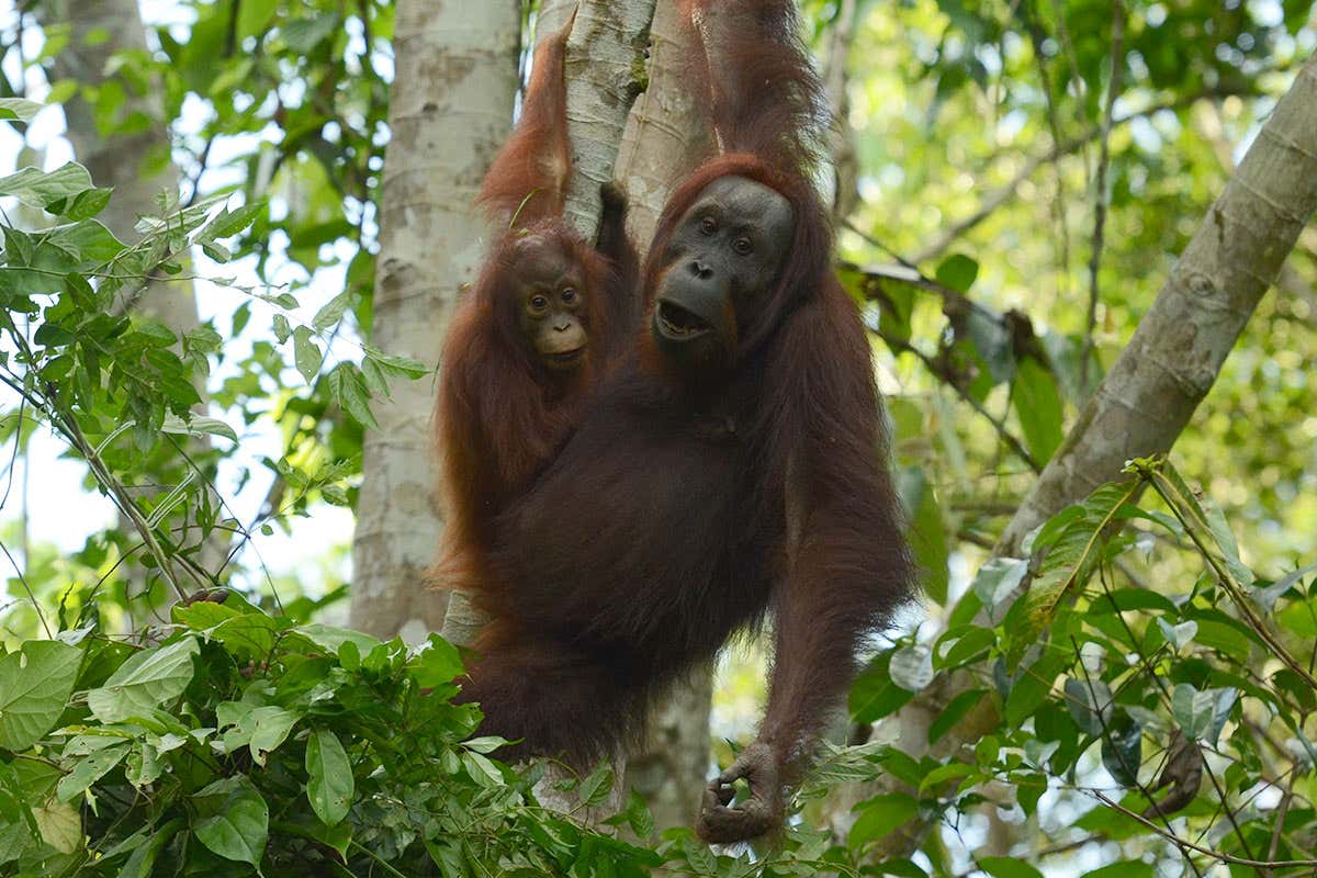 New Scientist. Science news and long reads from expert journalists, covering developments in science, technology, health and the environment on the website and the magazine.