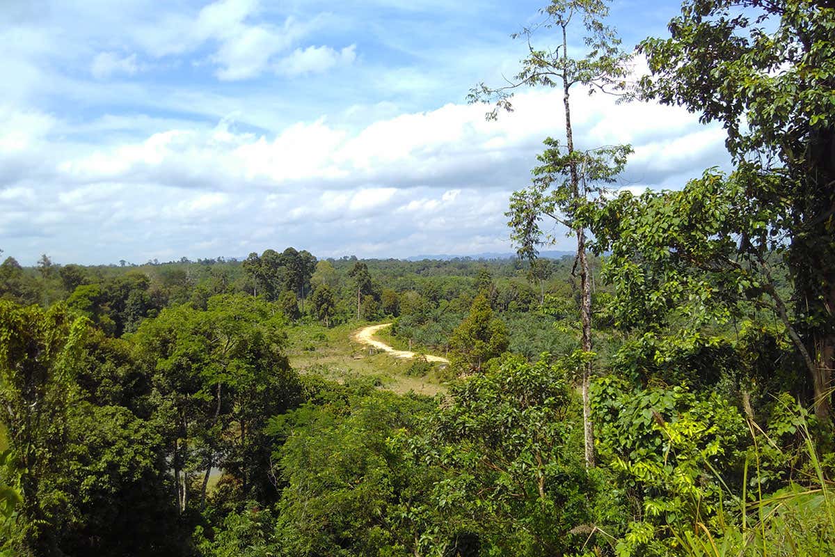 The rubber plantation is in Indonesia's Thirty Hills National Park