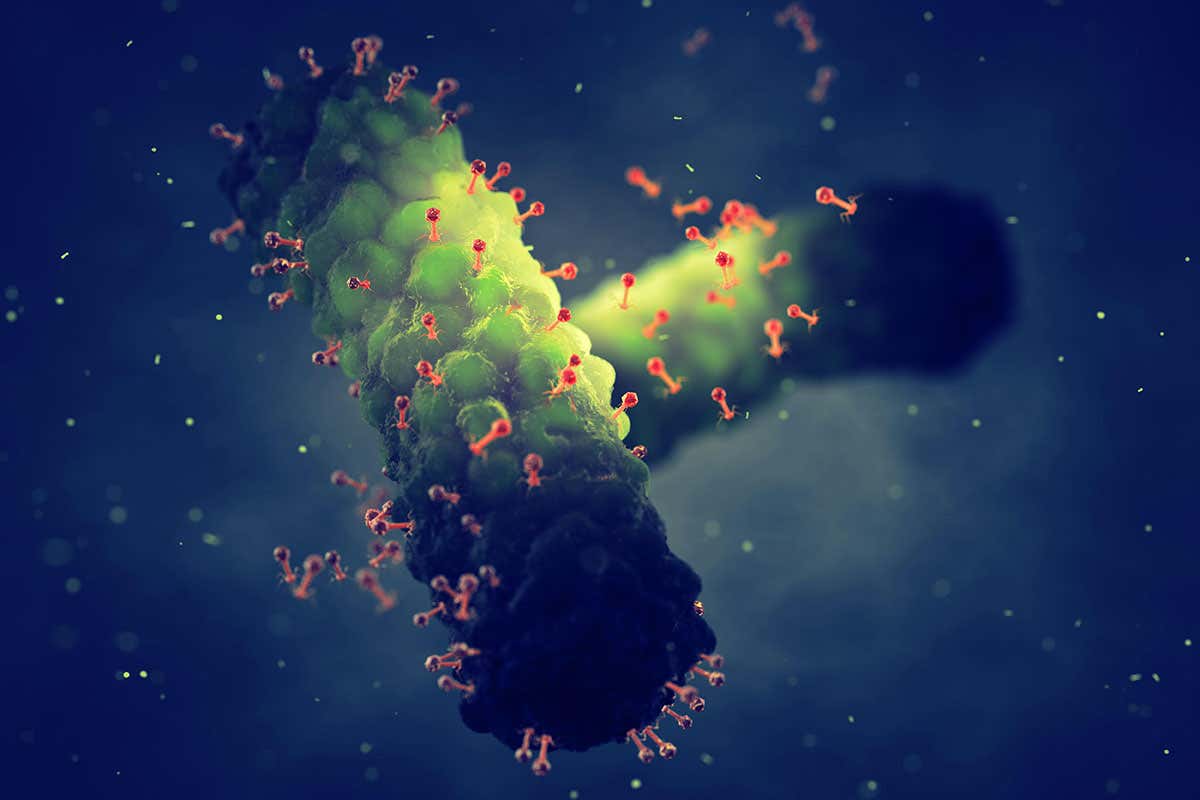 Bacteriophage viruses attacking bacteria