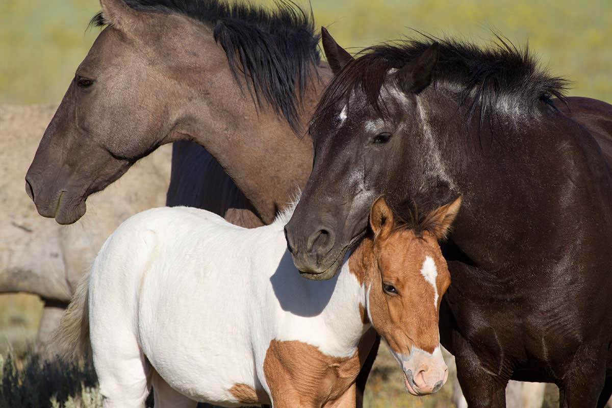 Wild horses in the US are being shot with contraceptive darts