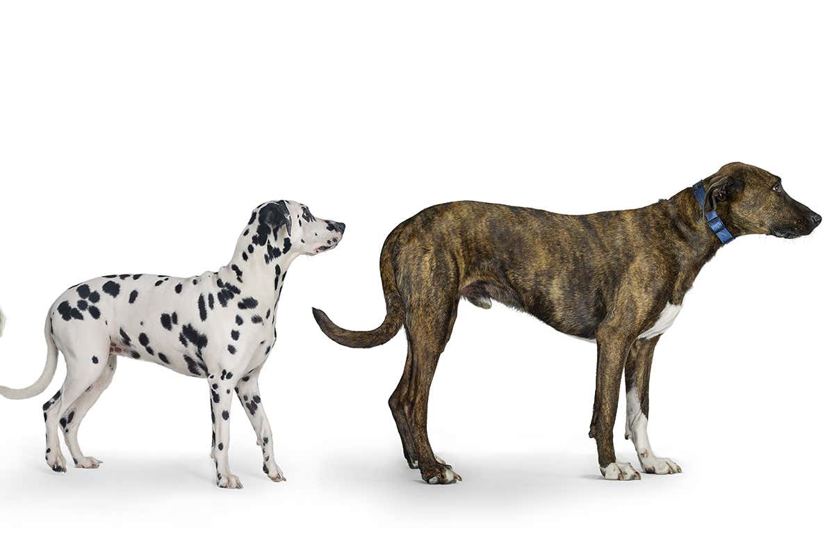 Why dogs could hold the secret to longer, healthier human lives