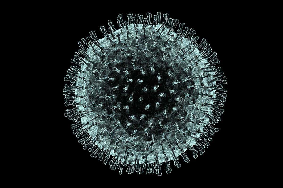 The new virus belongs to the coronavirus family