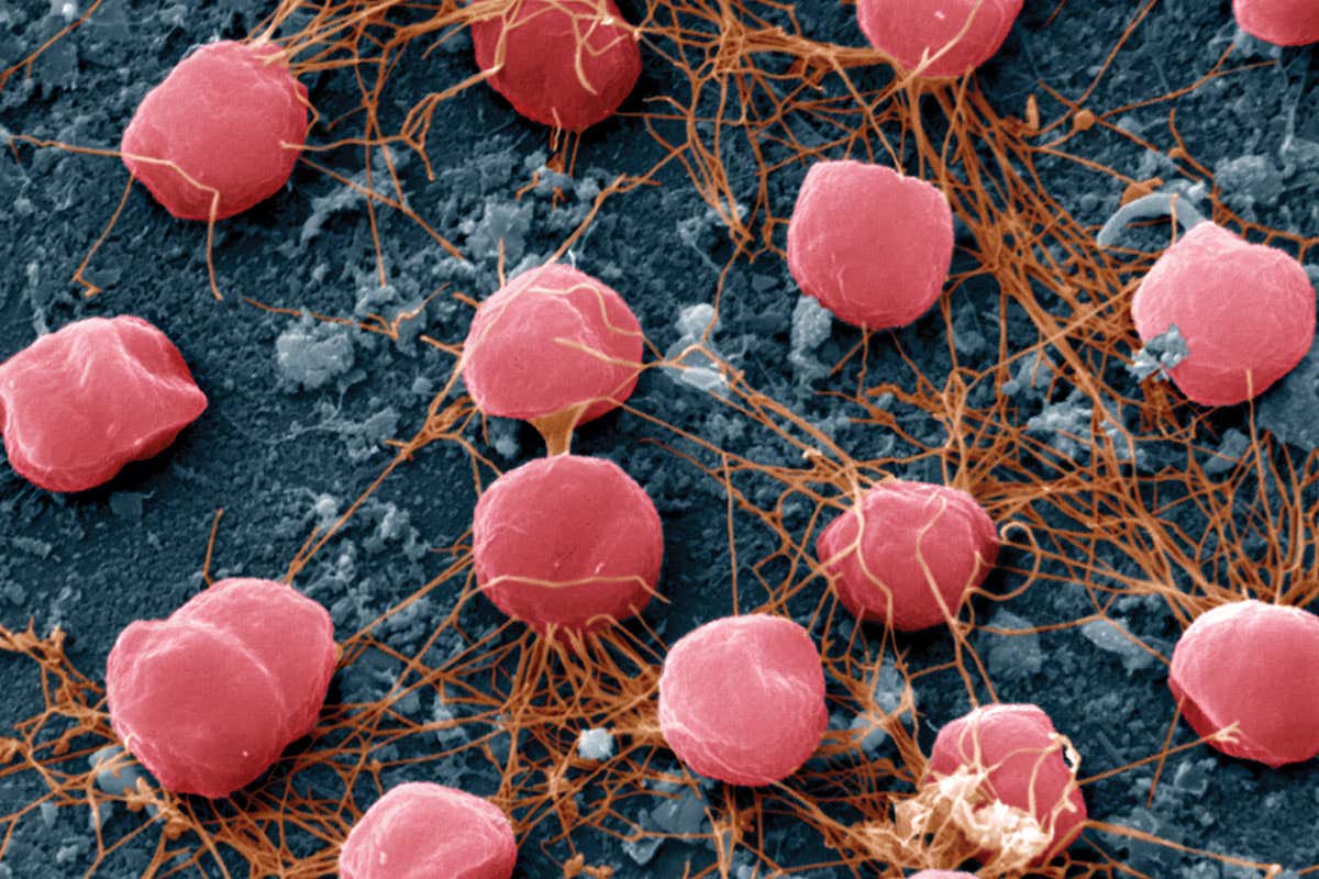 New Scientist. Science news and long reads from expert journalists, covering developments in science, technology, health and the environment on the website and the magazine.